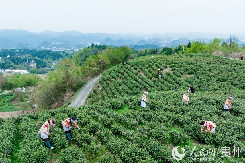 神鵲茶場內，采茶女在采摘新茶。人民網記者 涂敏攝