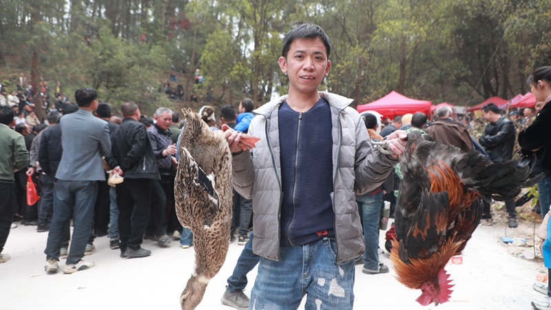 趣味活動,游客抓獲雞鴨。