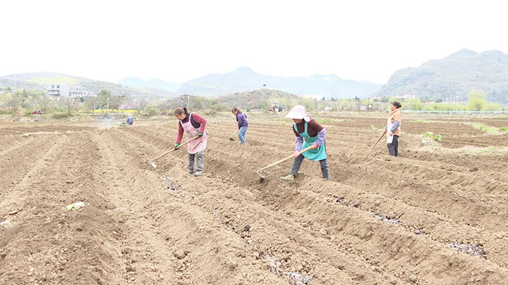 1 圖為村民忙著翻整土地。