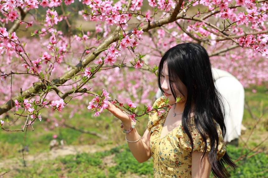 貴州省劍河縣岑松鎮塘腳村桃花種植基地，游客在賞桃花。楊家孟攝