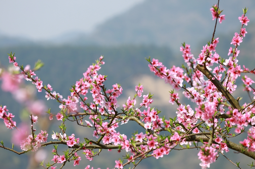 貴州省劍河縣岑松鎮塘腳村桃花種植基的桃花開得正艷。楊家孟攝