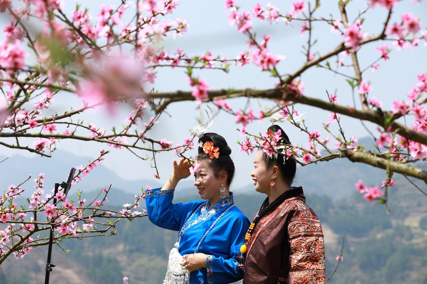 游客在貴州省劍河縣岑松鎮塘腳村桃花種植基地拍照打卡。楊家孟攝