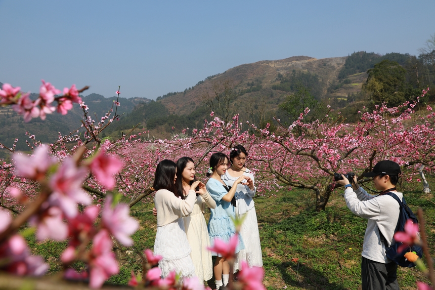 在貴州省劍河縣岑松鎮(zhèn)塘腳村桃花種植基地，游客在拍照打卡。楊家孟攝