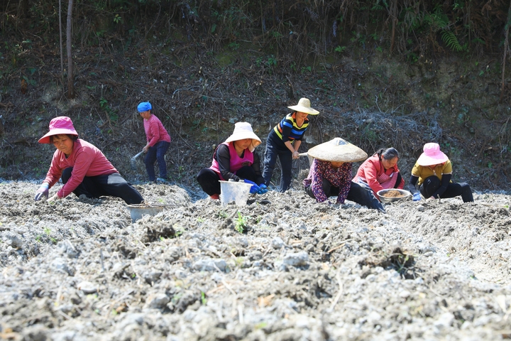 柳寨村村民正在種植威靈仙。楊潔茹 攝（1）.jpg