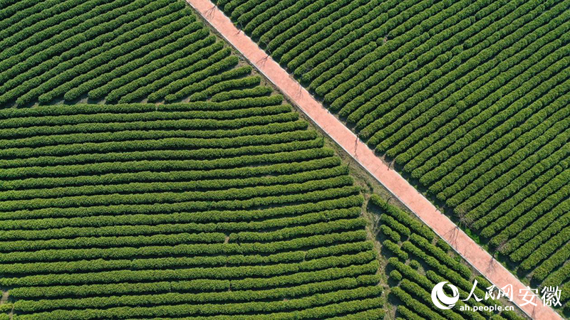 3月下旬,俯瞰郎溪白茶種植園。人民網記者 張俊攝