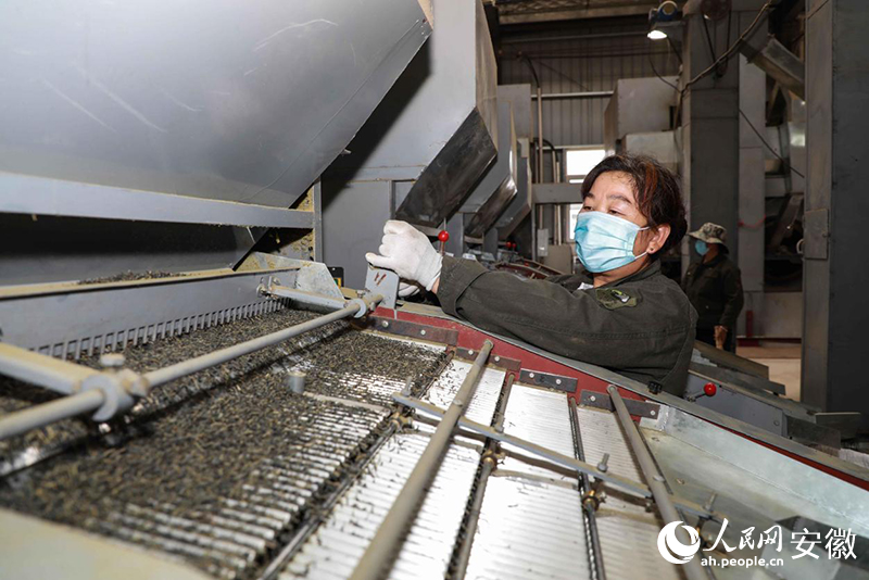 安徽金寨,工人加工出口的夏秋茶。人民網記者 張俊攝