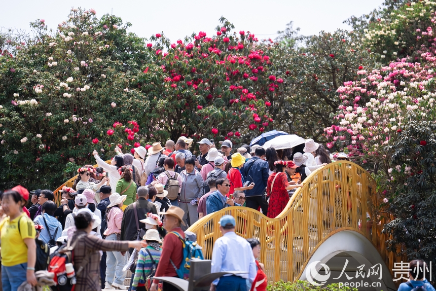 游客在景區內觀賞盛開的杜鵑花。人民網記者 涂敏攝
