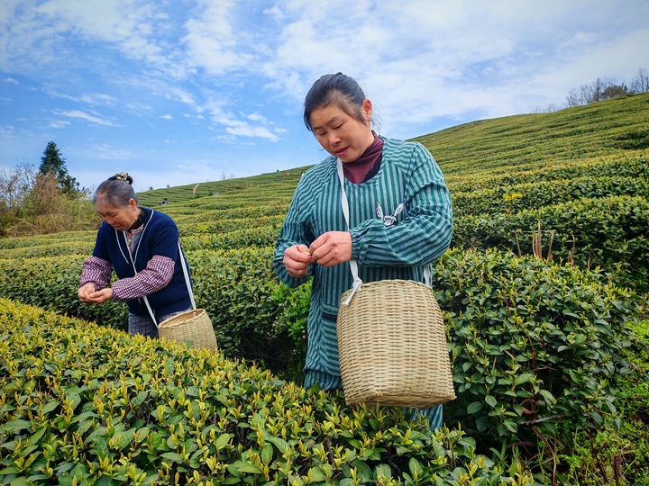 1、茶山工人采茶 。余甚君 攝.jpg