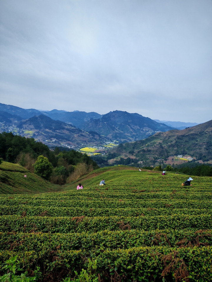 2、茶山工人采茶 。余甚君 攝 .jpg.jpg
