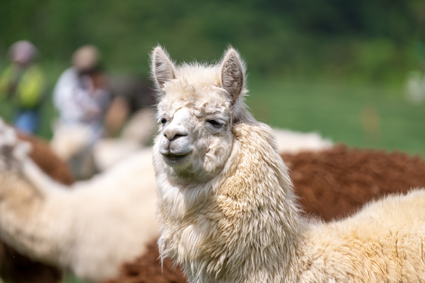 景區(qū)內(nèi)的羊駝。王平亮攝