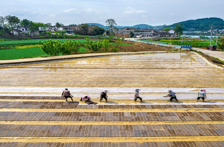 村民在貴州省黔西市杜鵑街道大興社區(qū)水稻育秧點(diǎn)放置育秧托盤。