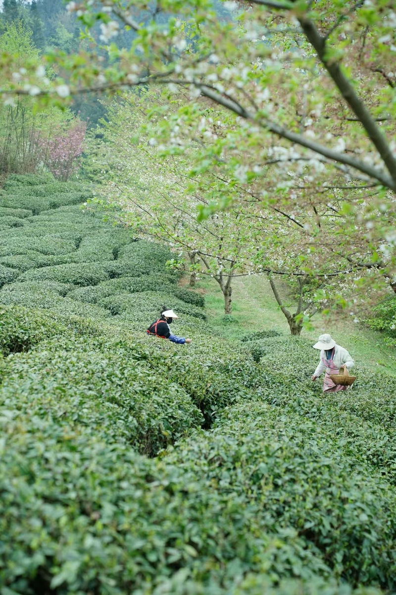 在安順市西秀區老落坡營場，村民正在采茶。曾鴻攝