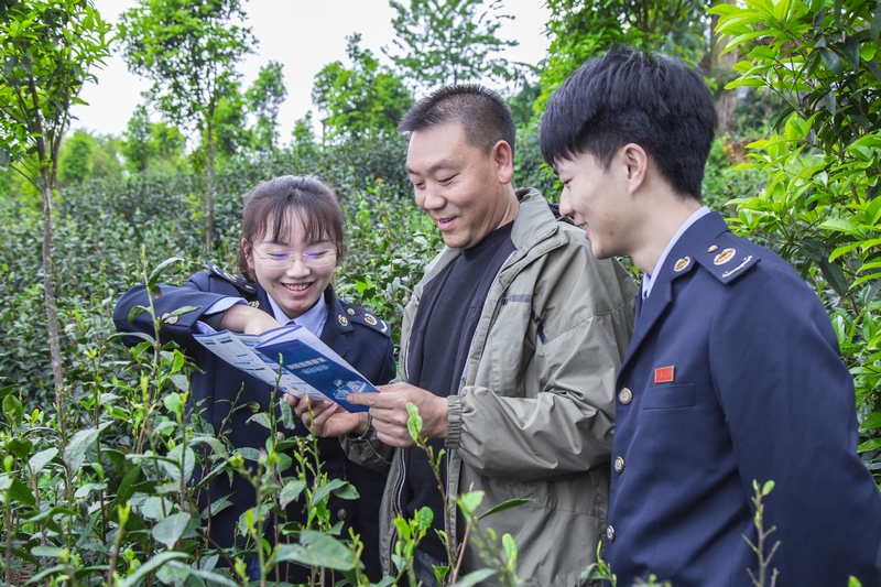 興義市稅務局稅務干部走進綠茗茶業生態基地了解企業生產經營情況，現場詳細講解納稅信用等級評定政策與銀稅互動相關知識。張松攝