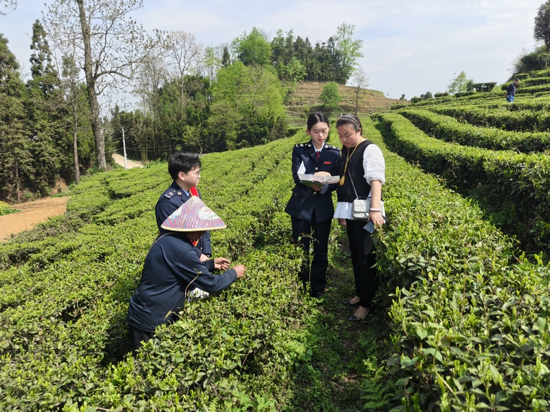 六枝稅務局“稅宣服務隊”隊員向茶企人員講解政策。張欽愿攝