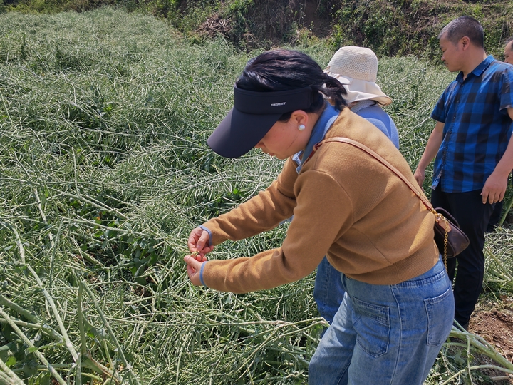 鎮村干部和農業技術人員正在受災一線查看農作物受損情況.jpg