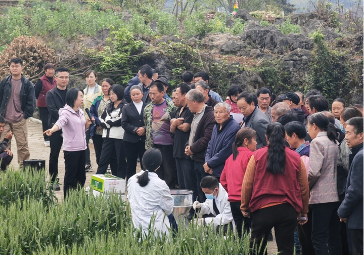 植保技術(shù)人員在田間指導(dǎo)村民如何加強(qiáng)小麥“一噴三防”技術(shù)。金莎 攝.jpg