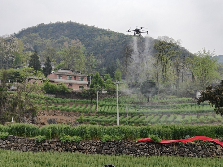 植保無人機(jī)正在進(jìn)行噴灑作業(yè) 金莎 攝.jpg