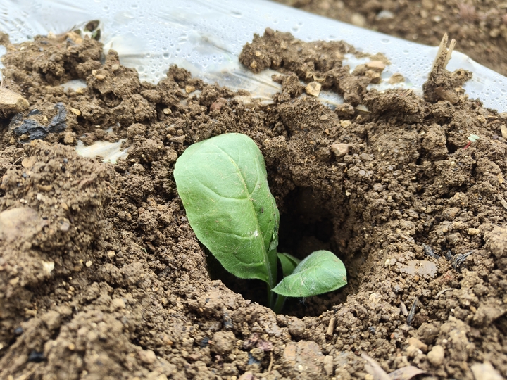 剛移栽的煙苗。蔡昀 攝.jpg