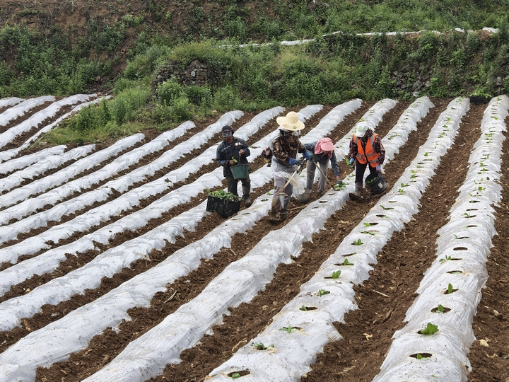 農(nóng)戶們正在移栽煙苗。蔡昀 攝 (3).jpg