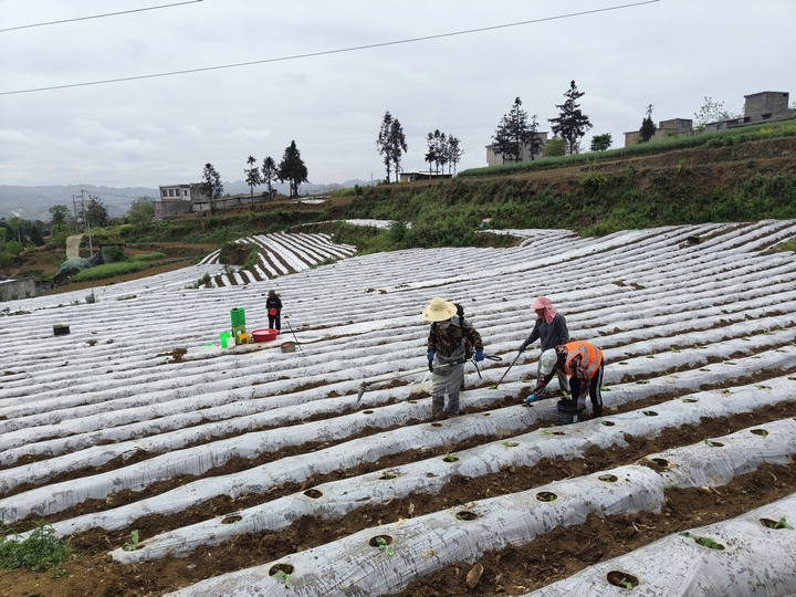 農(nóng)戶們正在移栽煙苗。