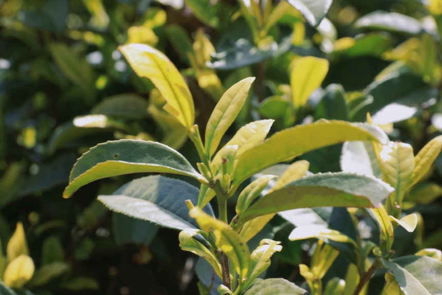 4月15日青杠林千畝茶園茶葉。龍藝攝