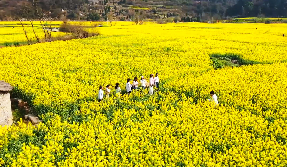 鮑家屯油菜花