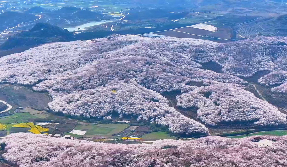 櫻花園
