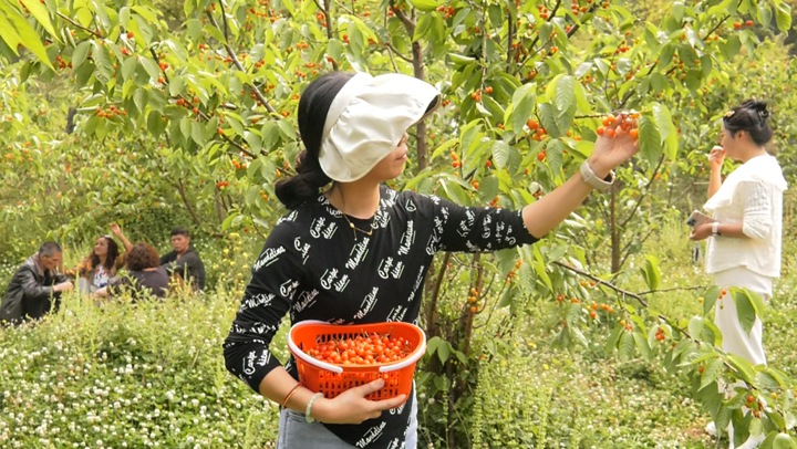 游客采摘中。