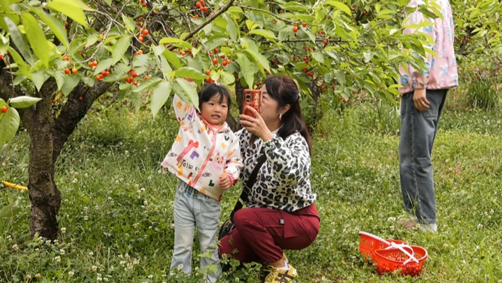 游客采摘中。
