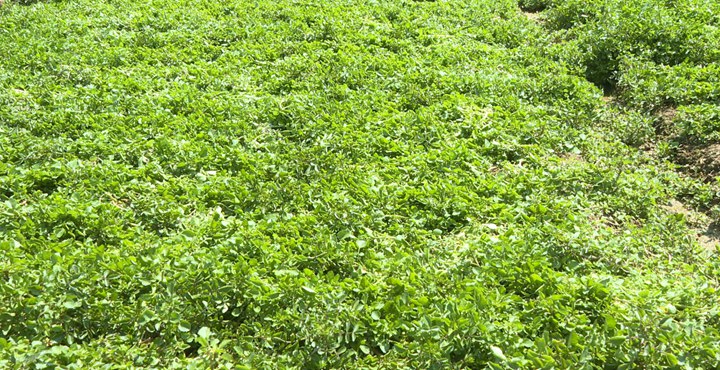 圖為西洋菜種植基地。