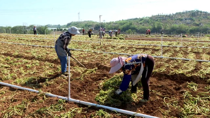 圖為村民忙于種植西洋菜。