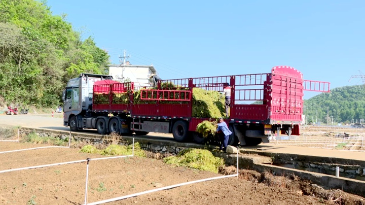 圖為工人忙于裝運(yùn)西洋菜。
