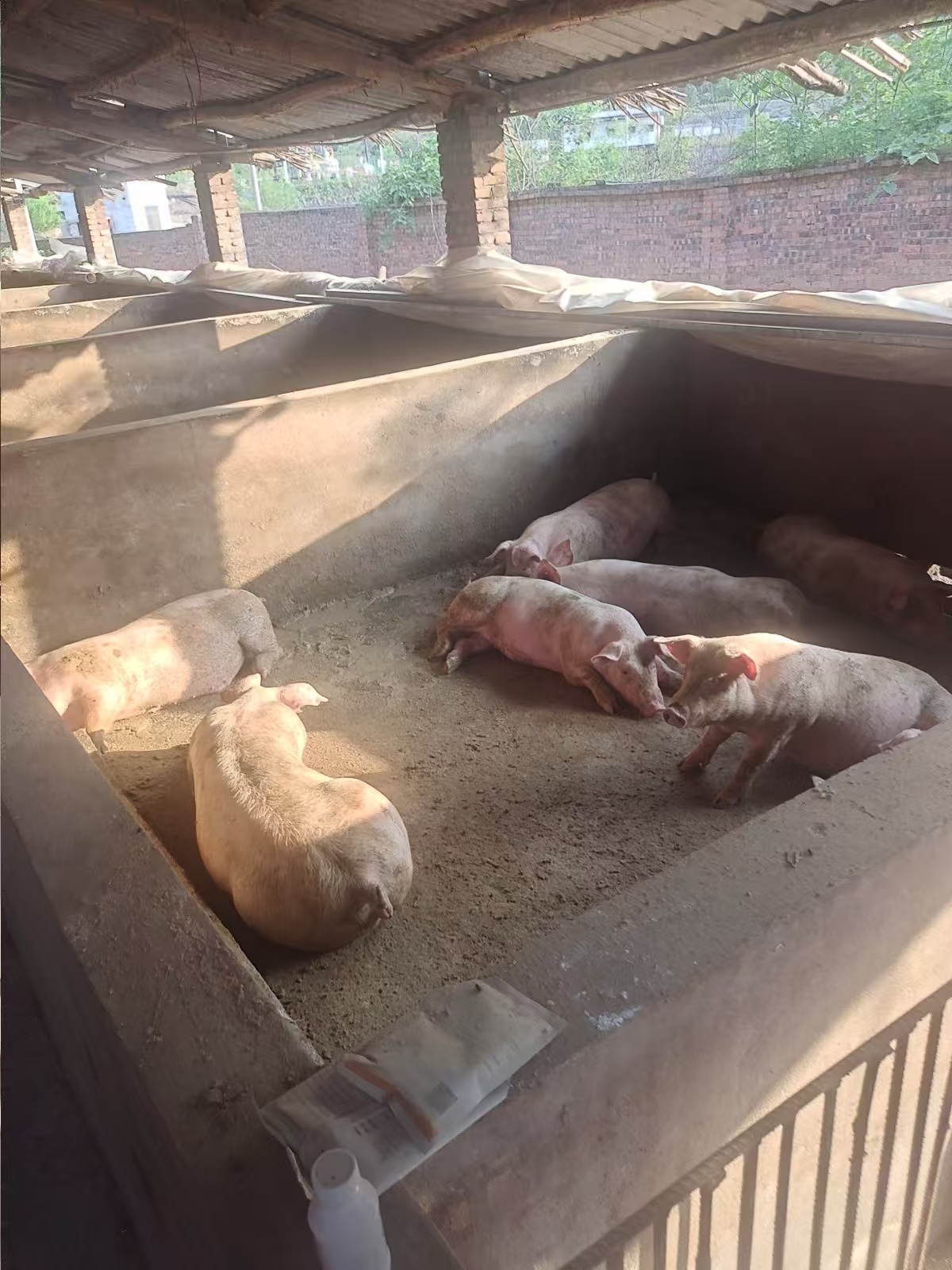 養豬場。