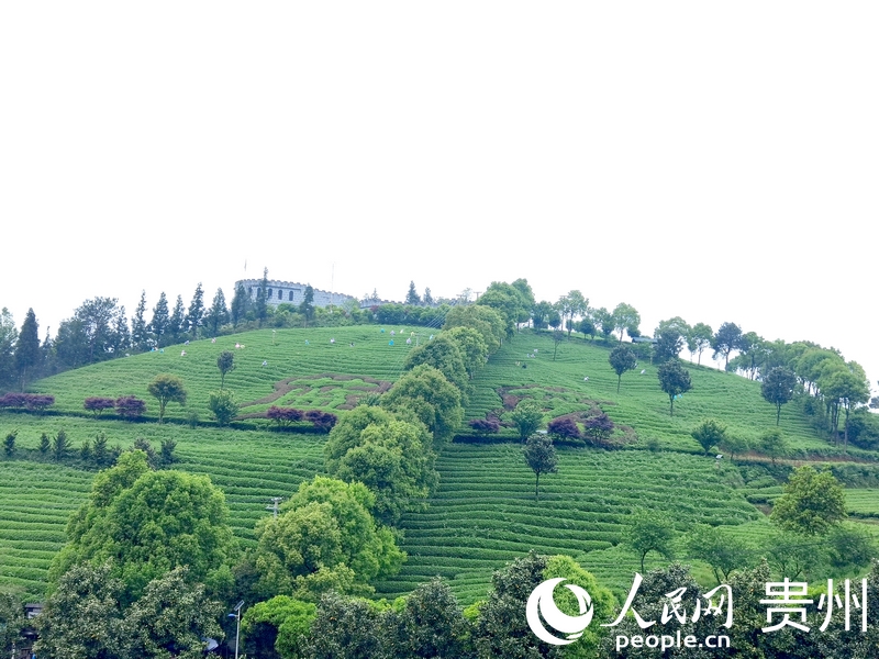 開陽縣南龍鄉茶園一隅。人民網記者 王秀芳攝