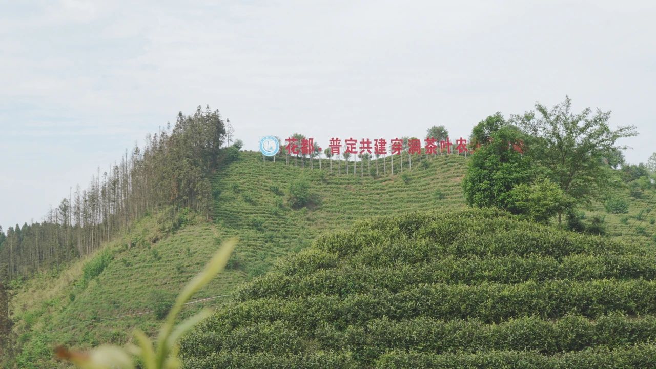 普定縣靛山村的茶山基地。