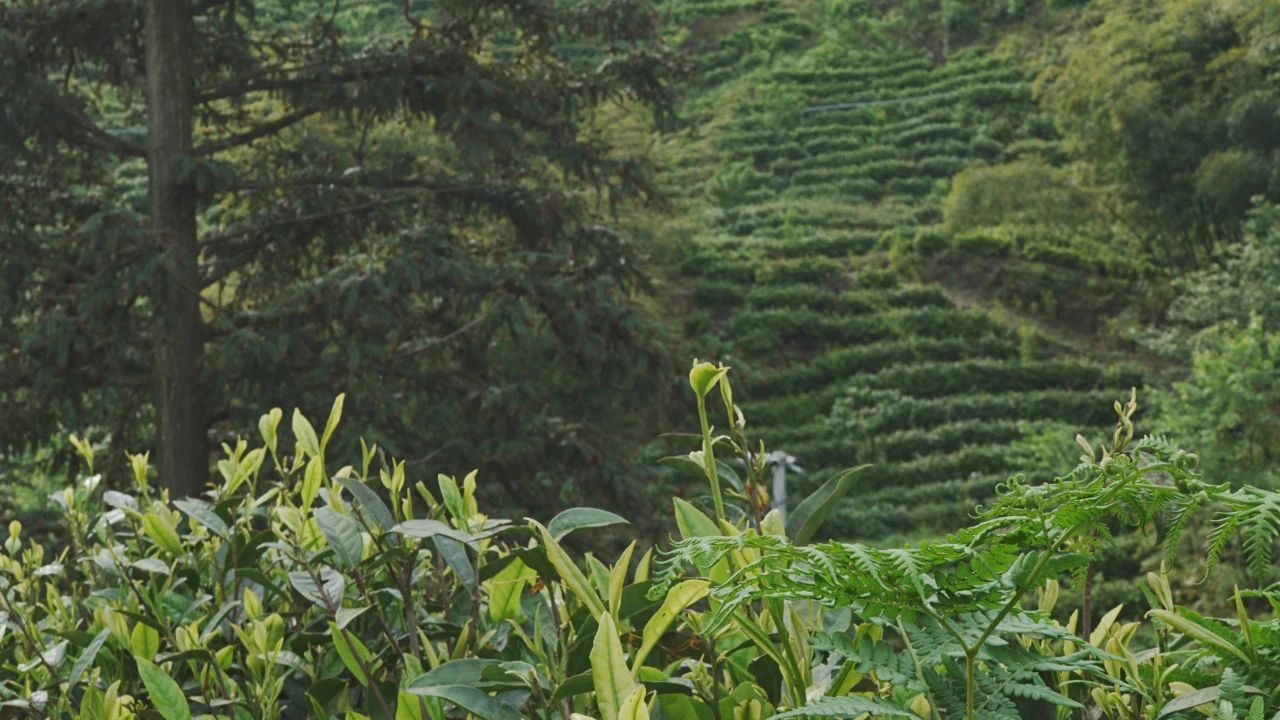 普定縣靛山村的茶山基地。