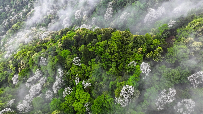 俯瞰世界自然遺產地梵凈山赤楊葉花海。