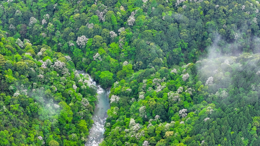 俯瞰世界自然遺產(chǎn)地梵凈山赤楊葉花海。