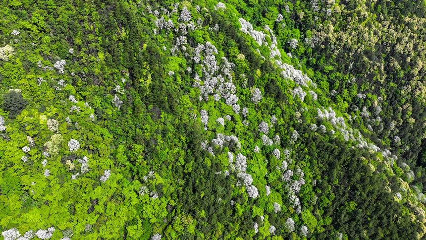 俯瞰世界自然遺產地梵凈山花爛漫美景。
