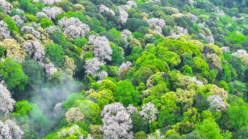 俯瞰世界自然遺產(chǎn)地梵凈山赤楊葉花海。