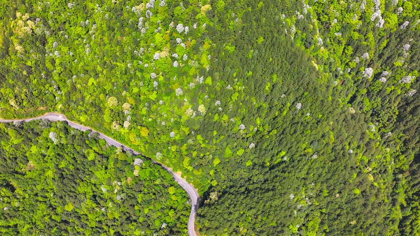 俯瞰世界自然遺產(chǎn)地梵凈山山花爛漫美景。
