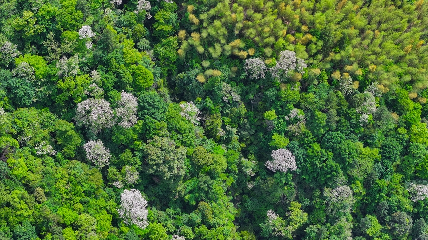 俯瞰世界自然遺產(chǎn)地梵凈山山花爛漫美景。
