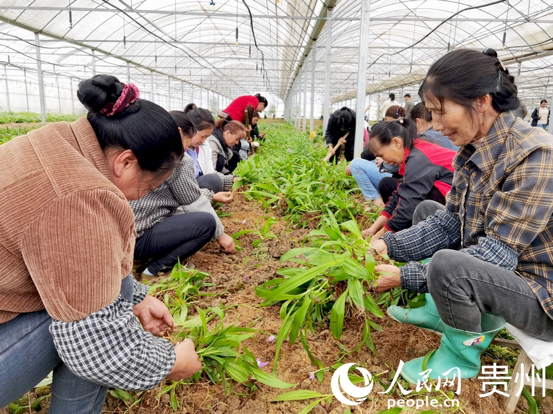 柿花村中藥材種植基地里，村民們正在分揀白芨苗。人民網記者 王秀芳攝