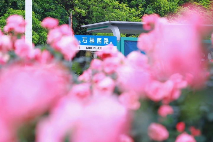 2月季花爭奇斗艷。