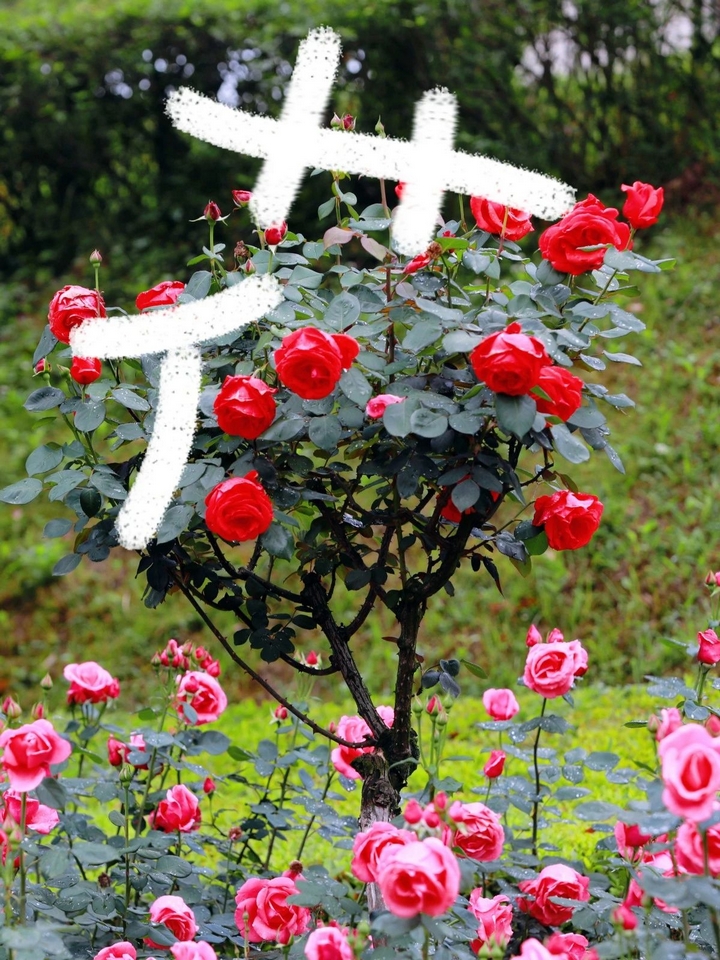 4月季花爭奇斗艷。