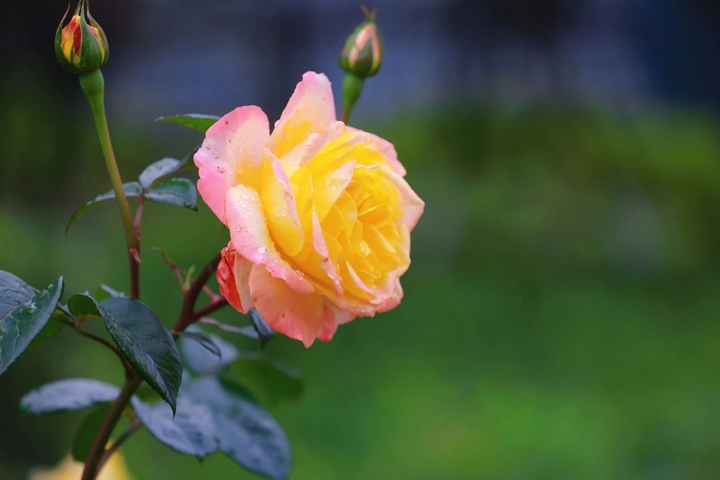 5月季花爭奇斗艷。