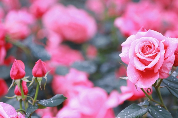 6月季花爭奇斗艷。