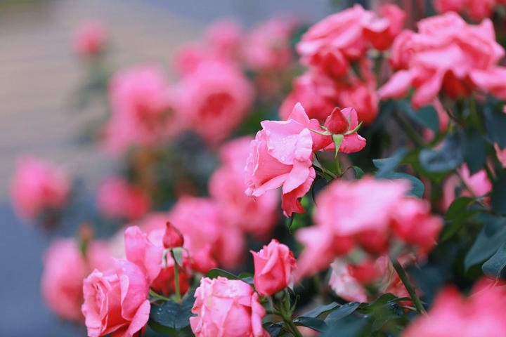 7月季花爭奇斗艷。