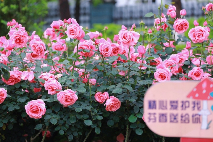 10月季花爭奇斗艷。