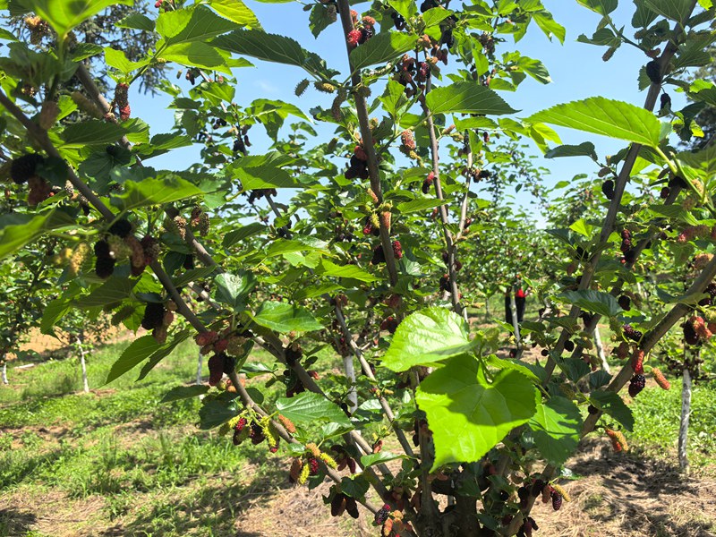 金沙縣禹謨鎮(zhèn)大堰桑葚采摘園的桑葚進入成熟期,紫紅飽滿的果實掛滿枝頭。
